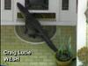 Alligator shows up at the front door