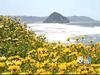 Hot Spot: The latest news on our Wildflower contest